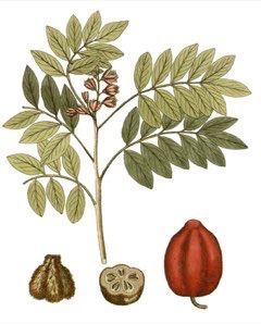 Spondias purpurea Purple Mombin Red Mombin, Spanish Plum, Ciruela Spondias purpurea Purple Mombin Red Mombin, Spanish Plum, Ciruela